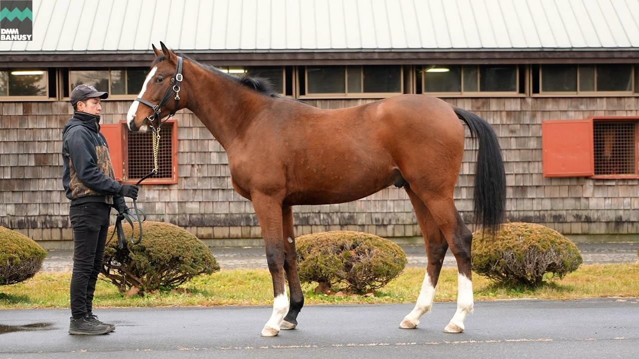 メジロシャレード2024 2025/12/8撮影：ファンタストクラブ現地視察