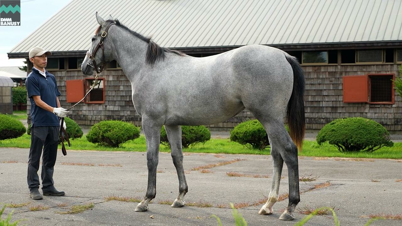 アイワナビリーヴ2025 2026/9/14撮影：ファンタストクラブ・木村牧場現地視察