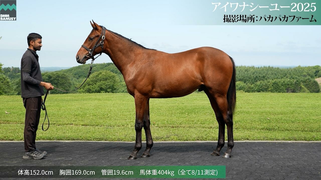 アイワナシーユー2025 2026/8/4撮影