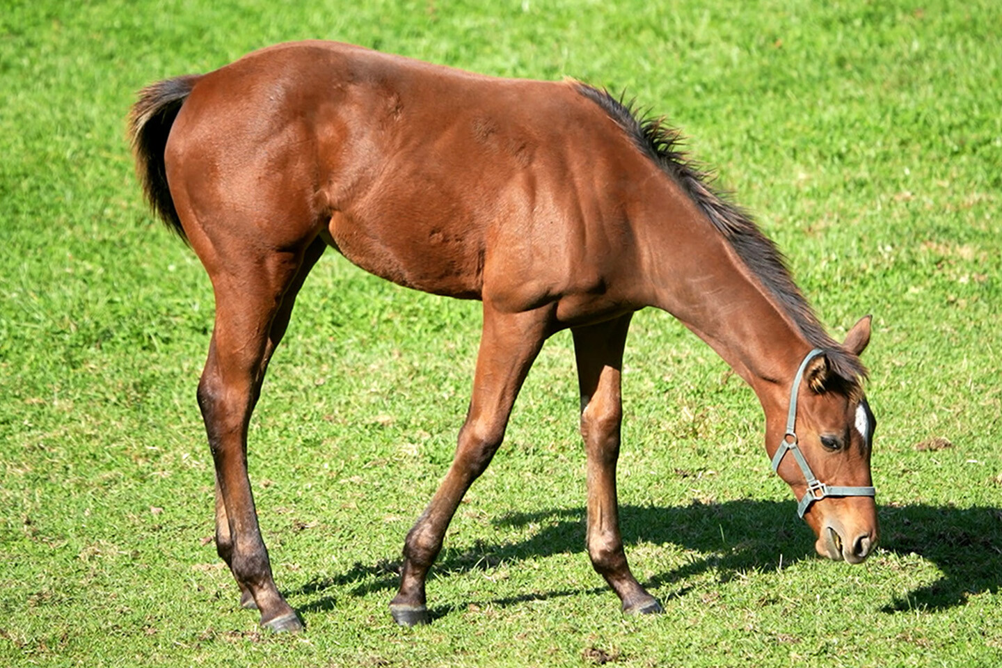 ヴァンビスタ2025 写真