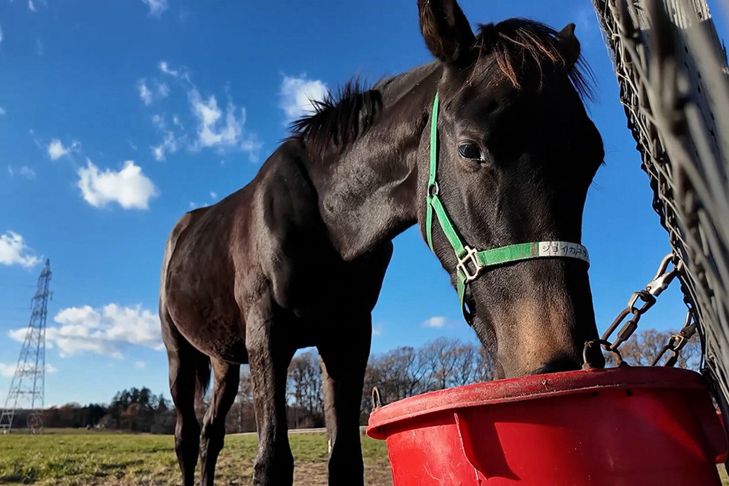 ジョイカネラ2025 写真
