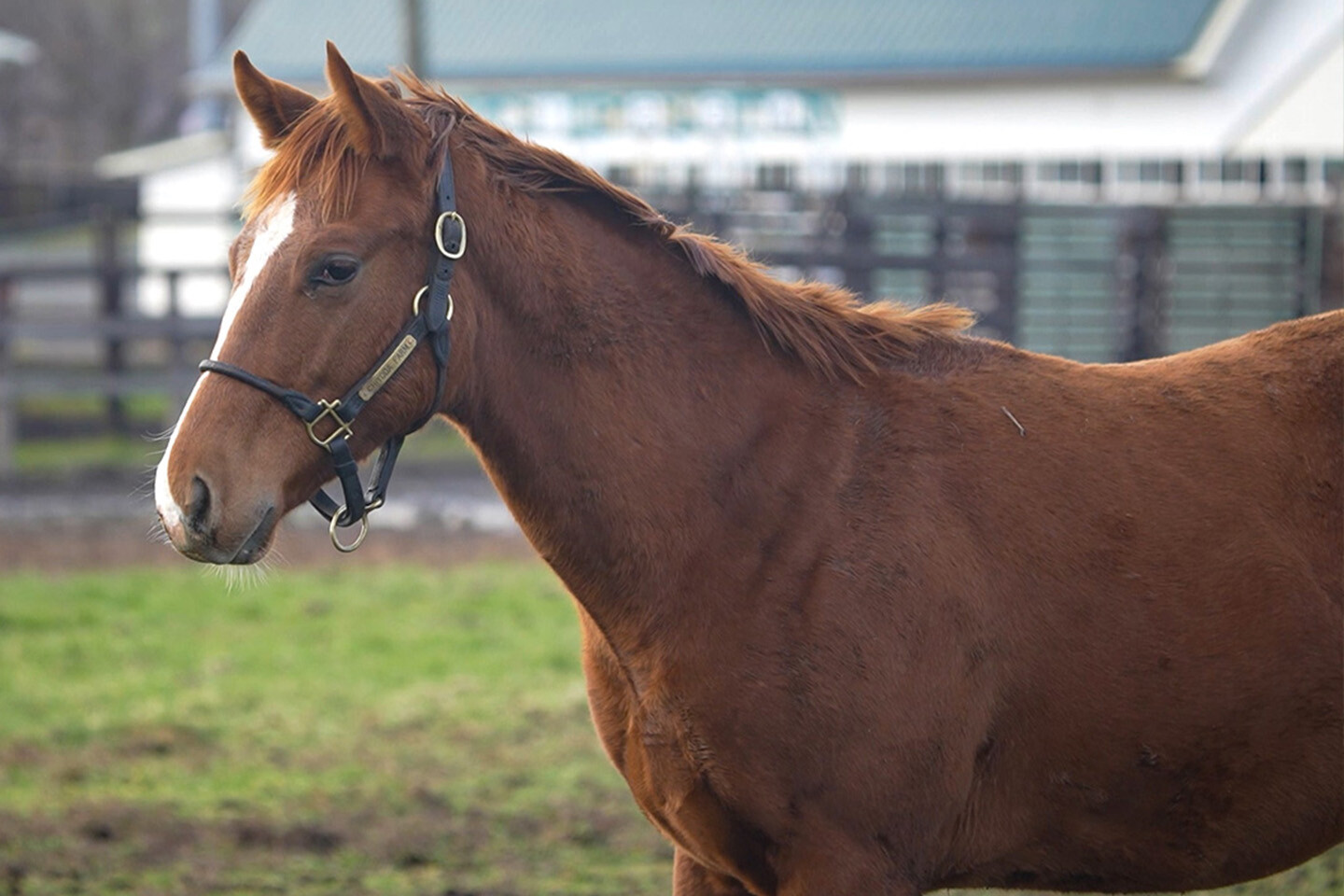 ブラーリーメモリー2025 写真