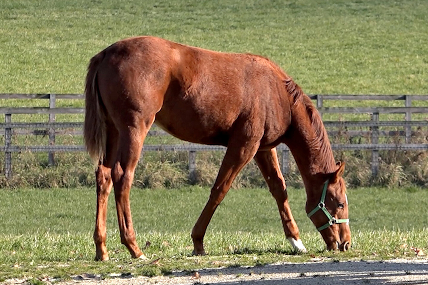 ファディラー2025 写真