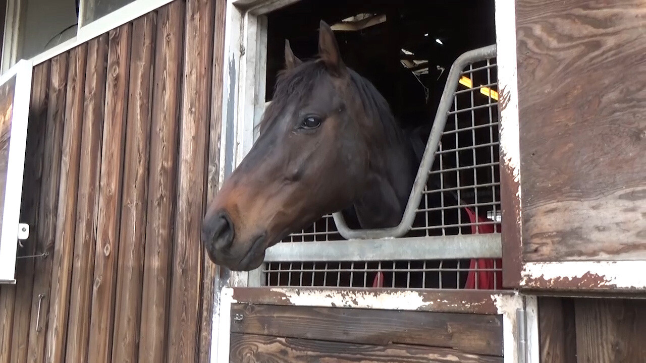ディープシャイン 写真