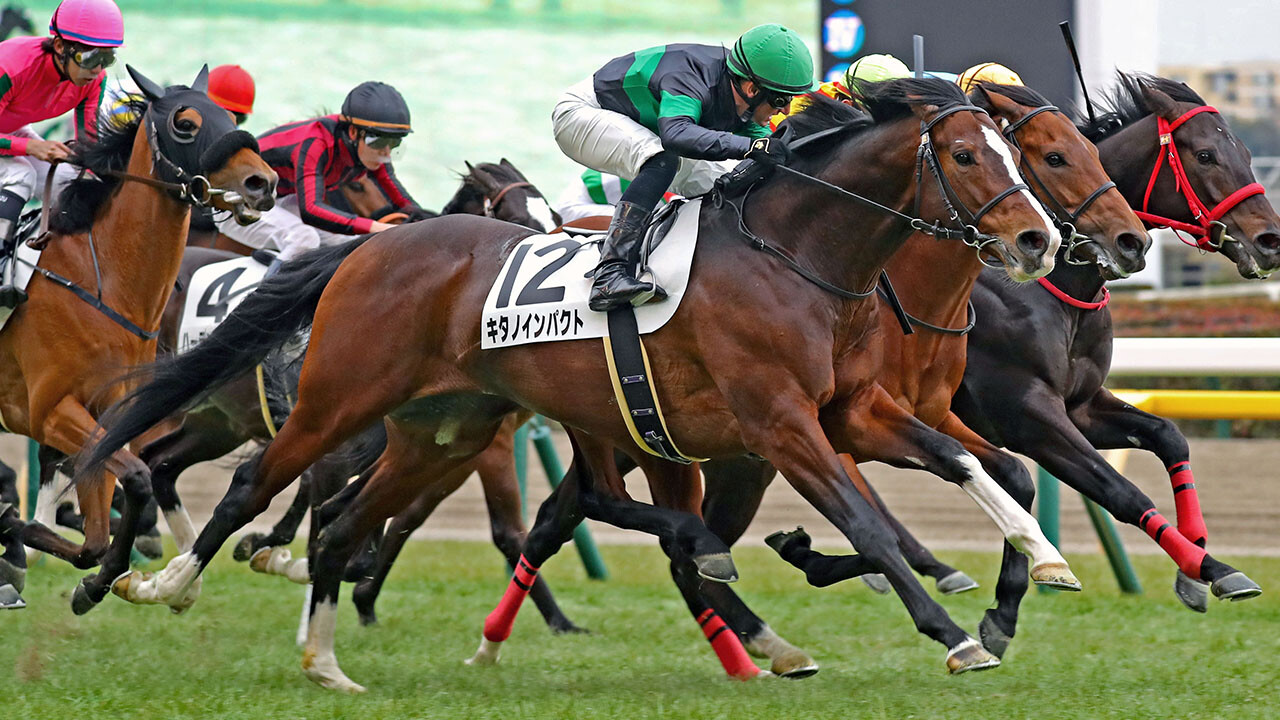 キタノインパクト 写真