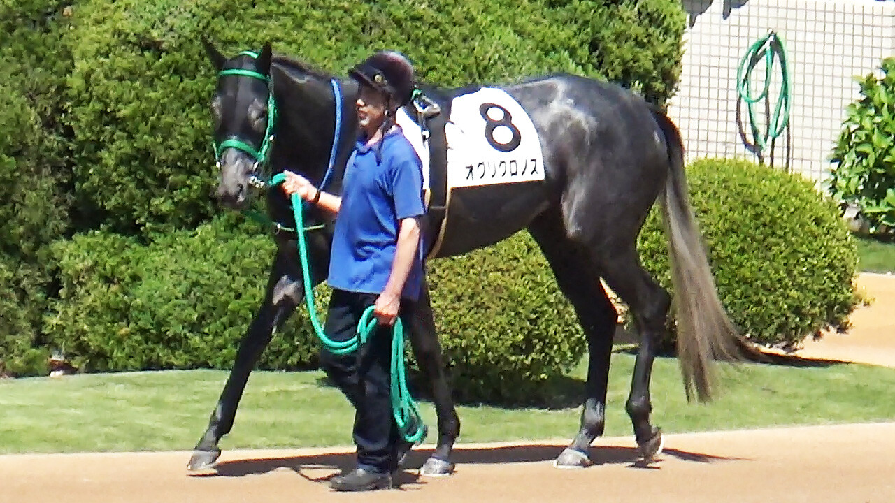 オグリクロノス 写真