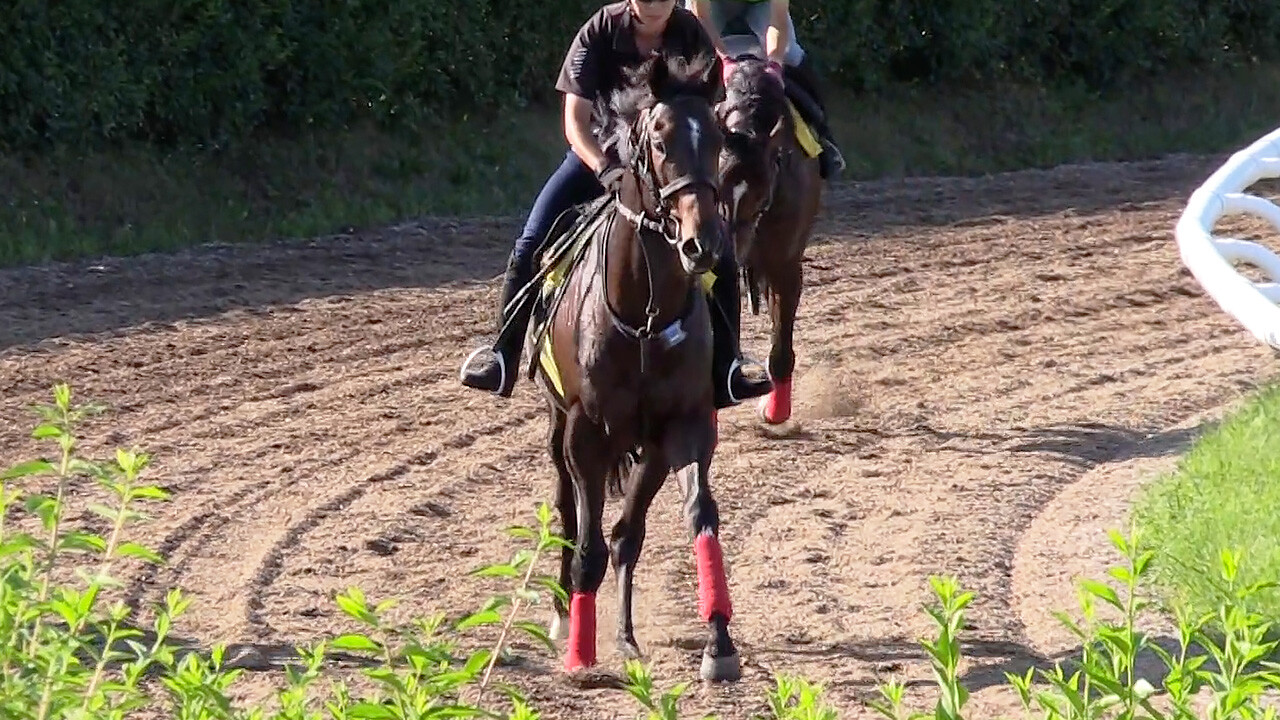 サイレントブラック 写真