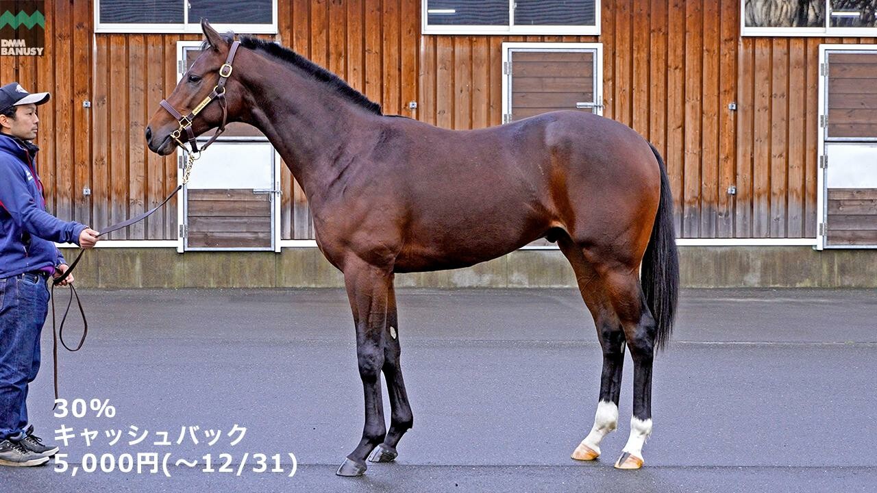 募集馬情報 Dmmバヌーシー