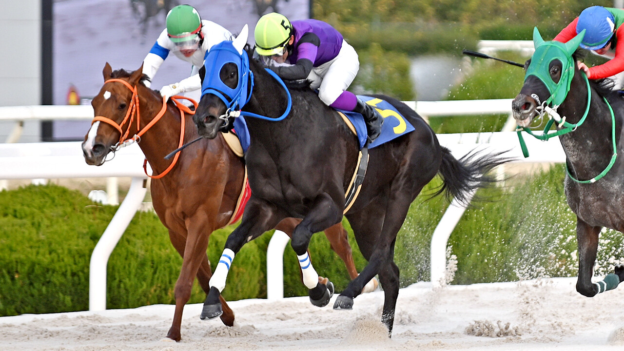 オブシディアーナ 写真