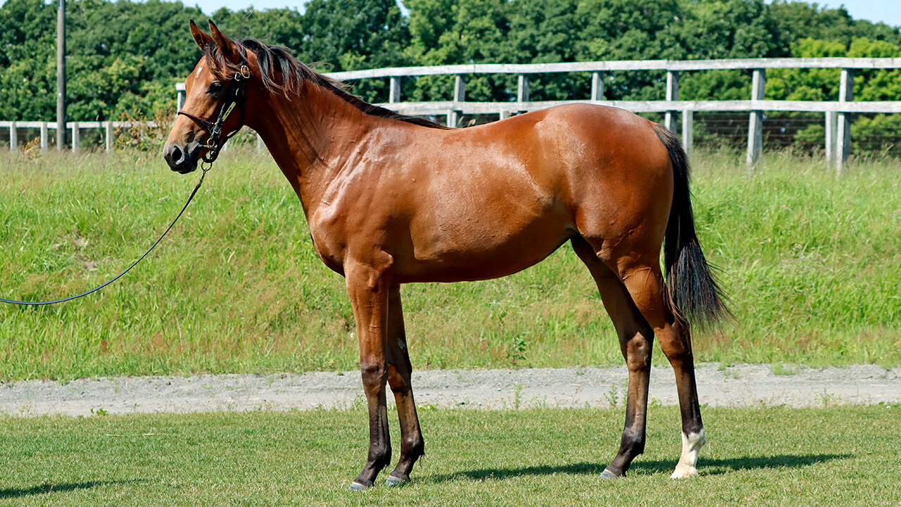 ルナティアーラ2022 写真