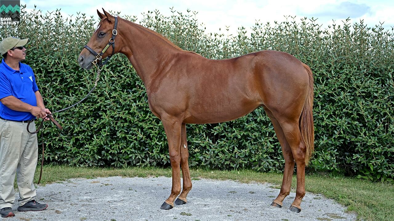 マリブオレンジ DMMバヌーシー