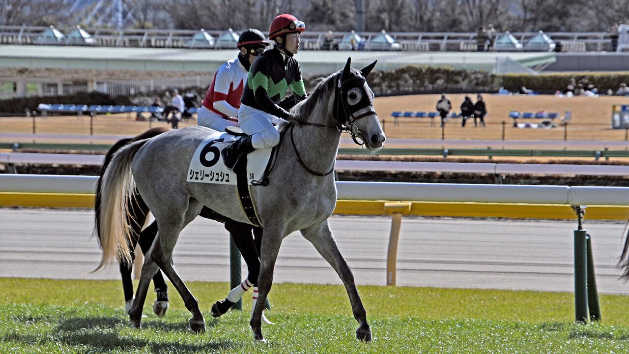 シェリーシュシュ 写真