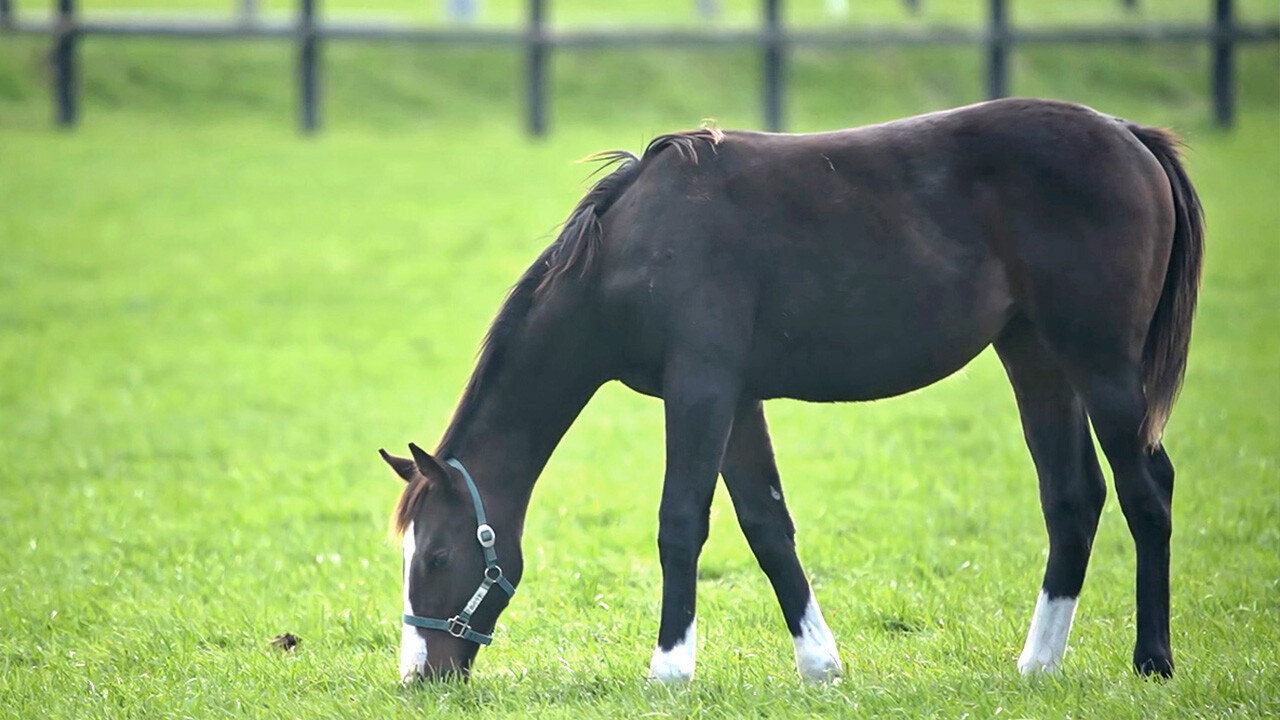 ロベリア2025 写真