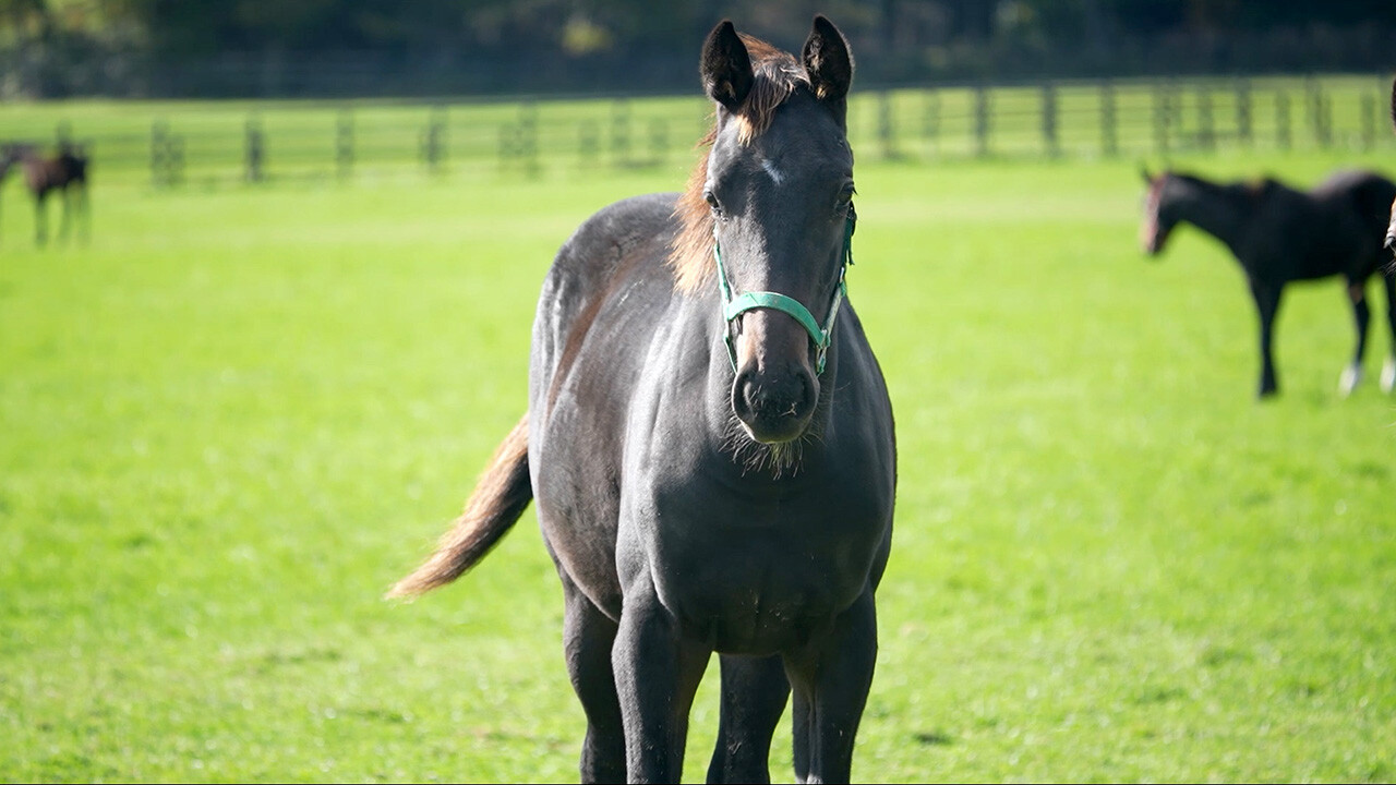 シンハリング2025 写真
