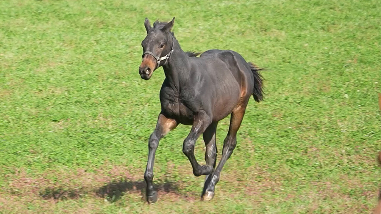 ファイナルドリーム2025 写真