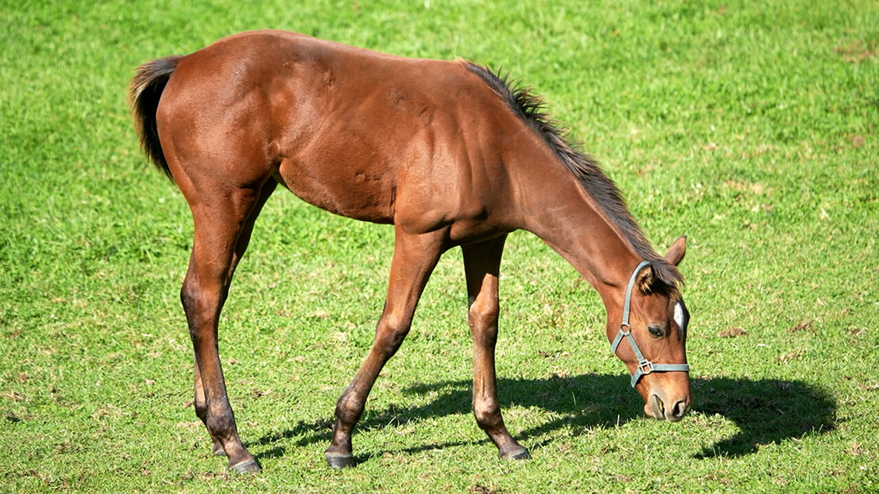 ヴァンビスタ2025 写真