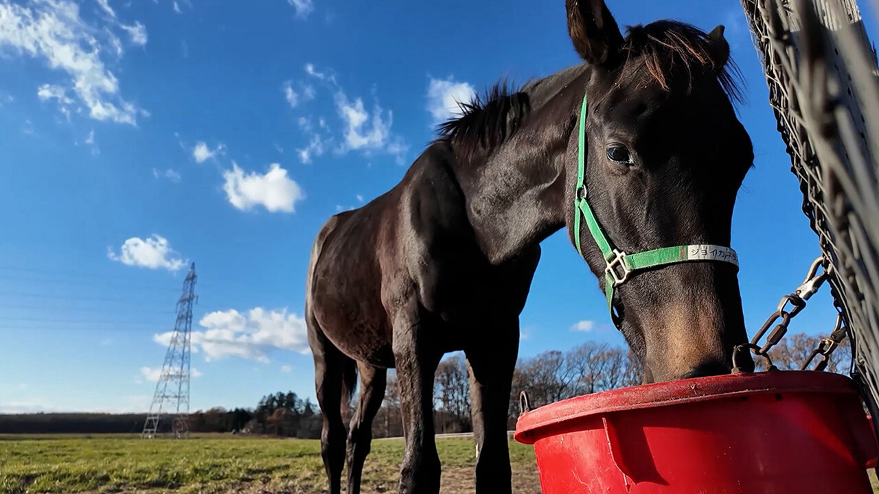 ジョイカネラ2025 写真