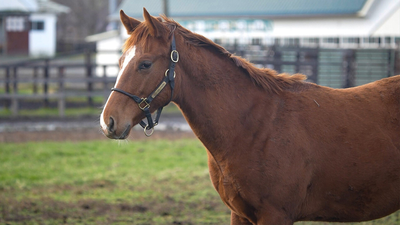 ブラーリーメモリー2025 写真