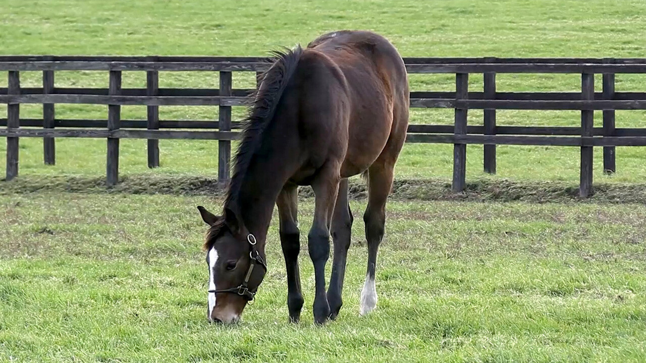 ミルフィアタッチ2025 写真