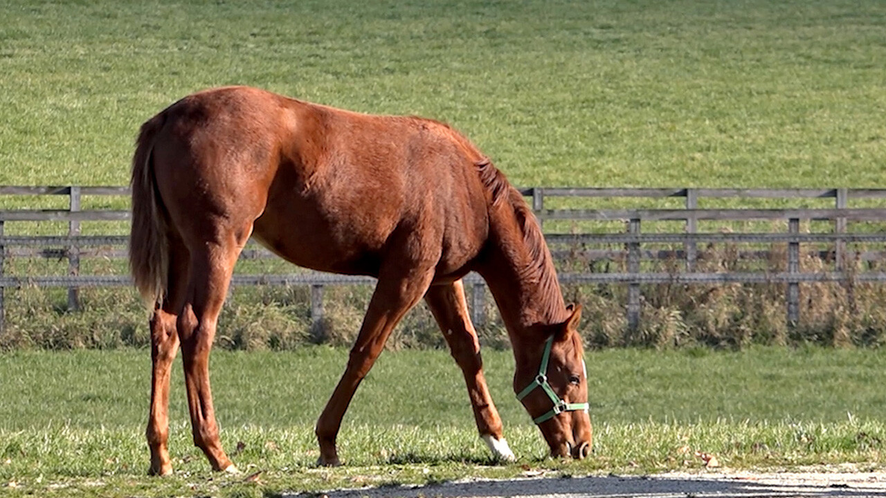 ファディラー2025 写真