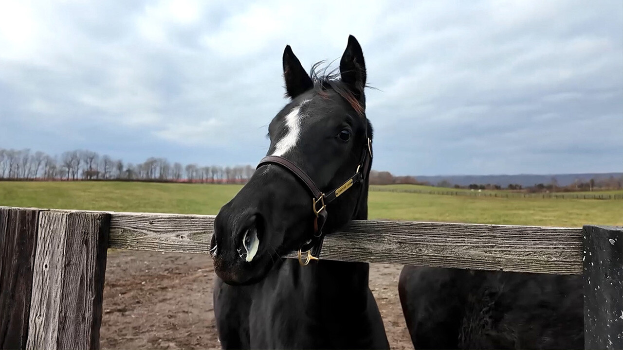 スウィーティーガール2025 写真