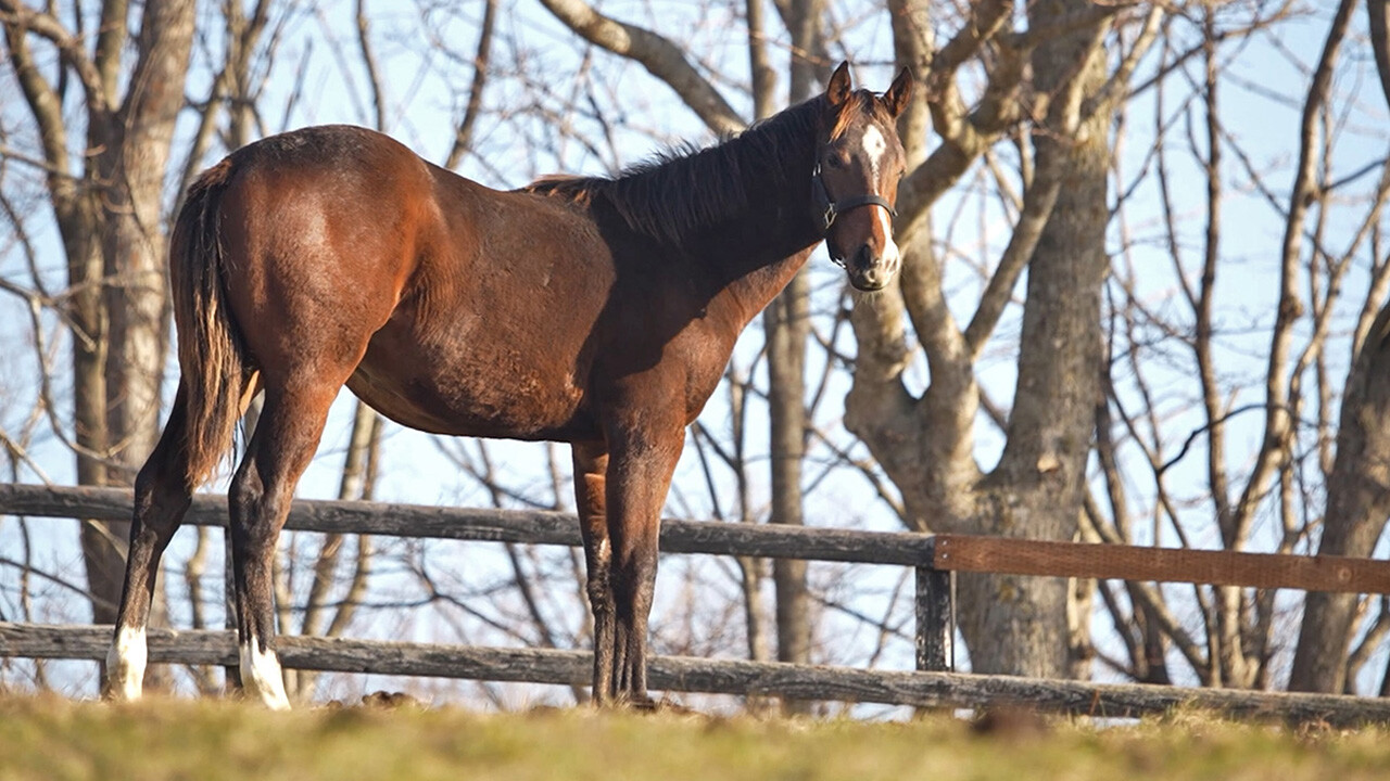 ジャンナスキッキ2025 写真