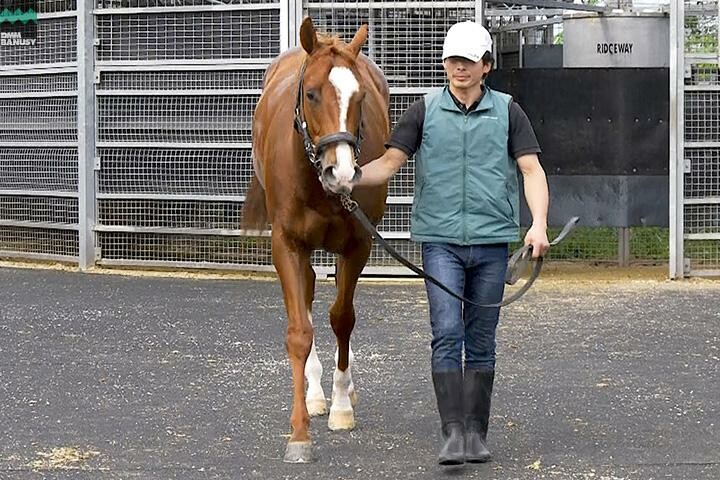 トップオブメジャー 馬体フォト 2018/05/17