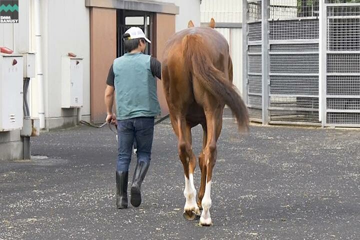 トップオブメジャー 馬体フォト 2018/05/17