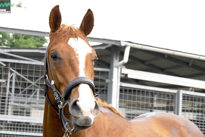 トップオブメジャー 馬体フォト 2018/05/17