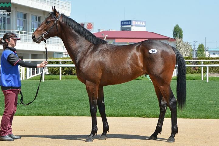 アイスブラスト 馬体フォト 2018/05/22