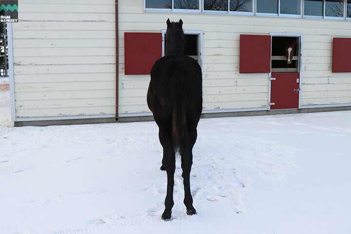 ハーツシンフォニー 馬体フォト 2017/12/13