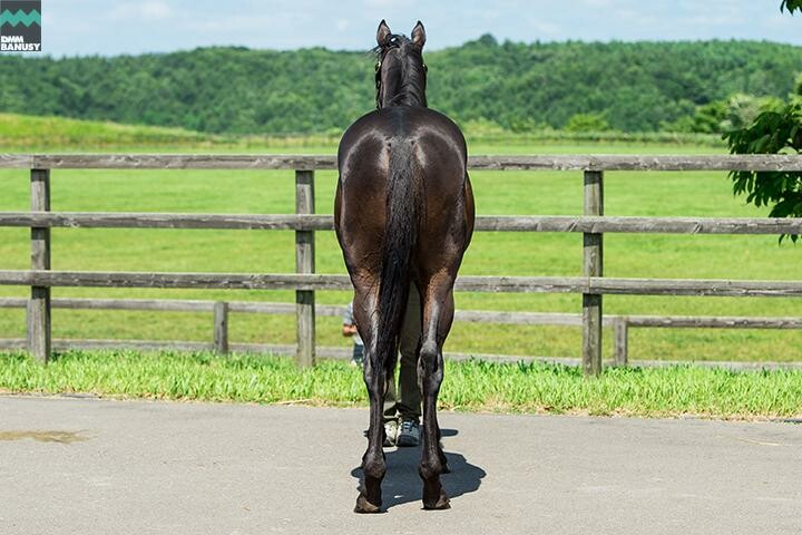 ハーツシンフォニー 馬体フォト 2018/07/28