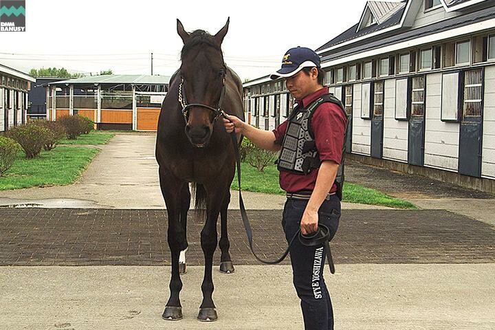 ディープシャイン 馬体フォト 2017/05/25