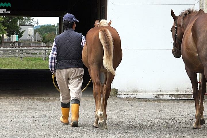 オーロアドーネ 馬体フォト 2017/08/29