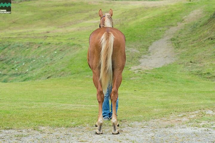 オーロアドーネ 馬体フォト 2018/07/27
