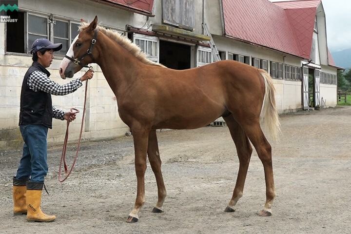 オーロアドーネ 馬体フォト 2017/08/29