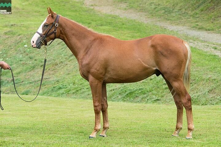 オーロアドーネ 馬体フォト 2018/07/27