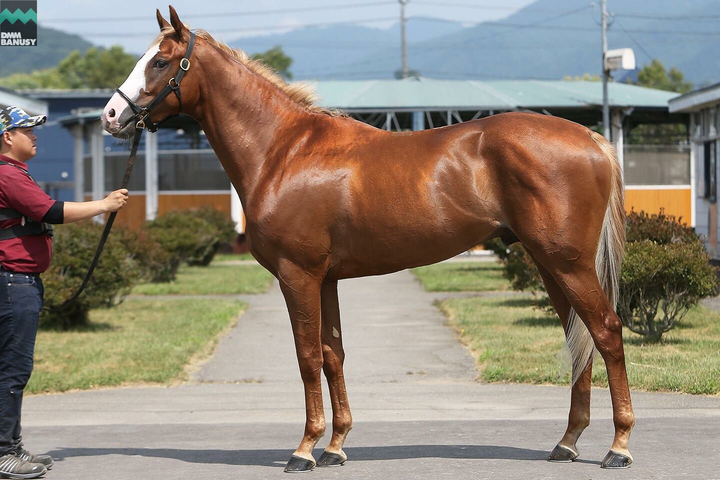 オーロアドーネ 馬体フォト 2019/08/08