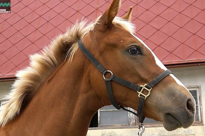 オーロアドーネ 馬体フォト 2017/08/29