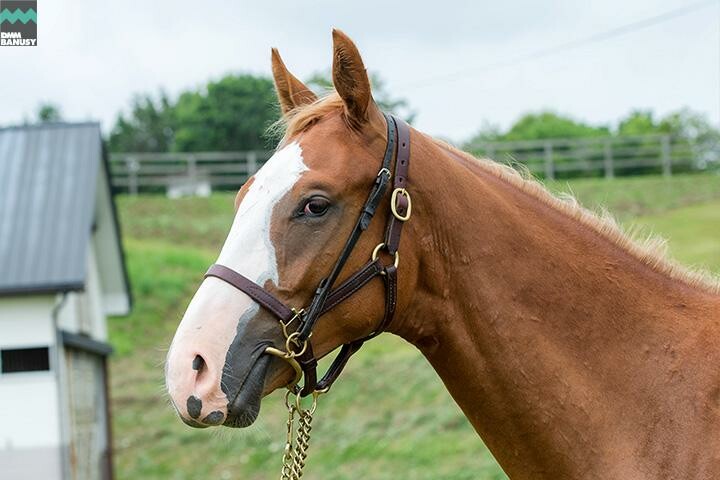 オーロアドーネ 馬体フォト 2018/07/27