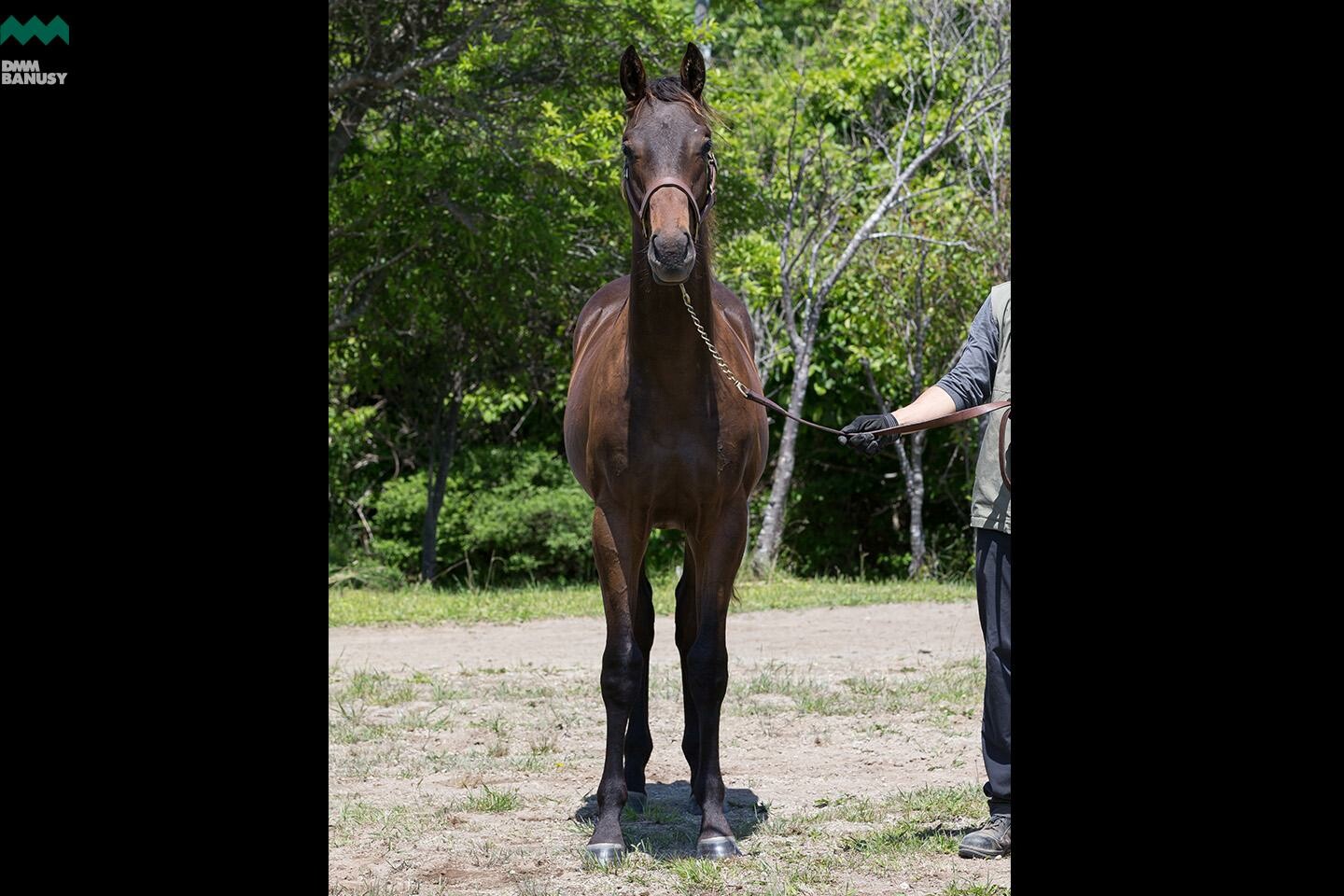 ネクサスハート 馬体フォト 2019/06/19