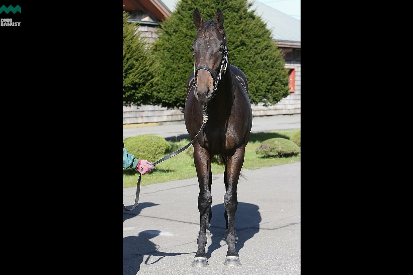 ネクサスハート 馬体フォト 2019/10/28