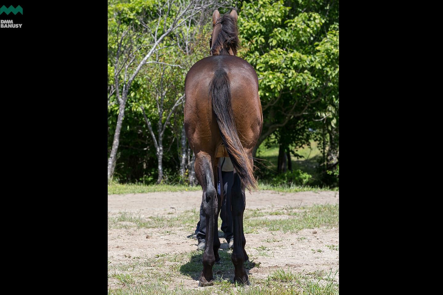 ネクサスハート 馬体フォト 2019/06/19