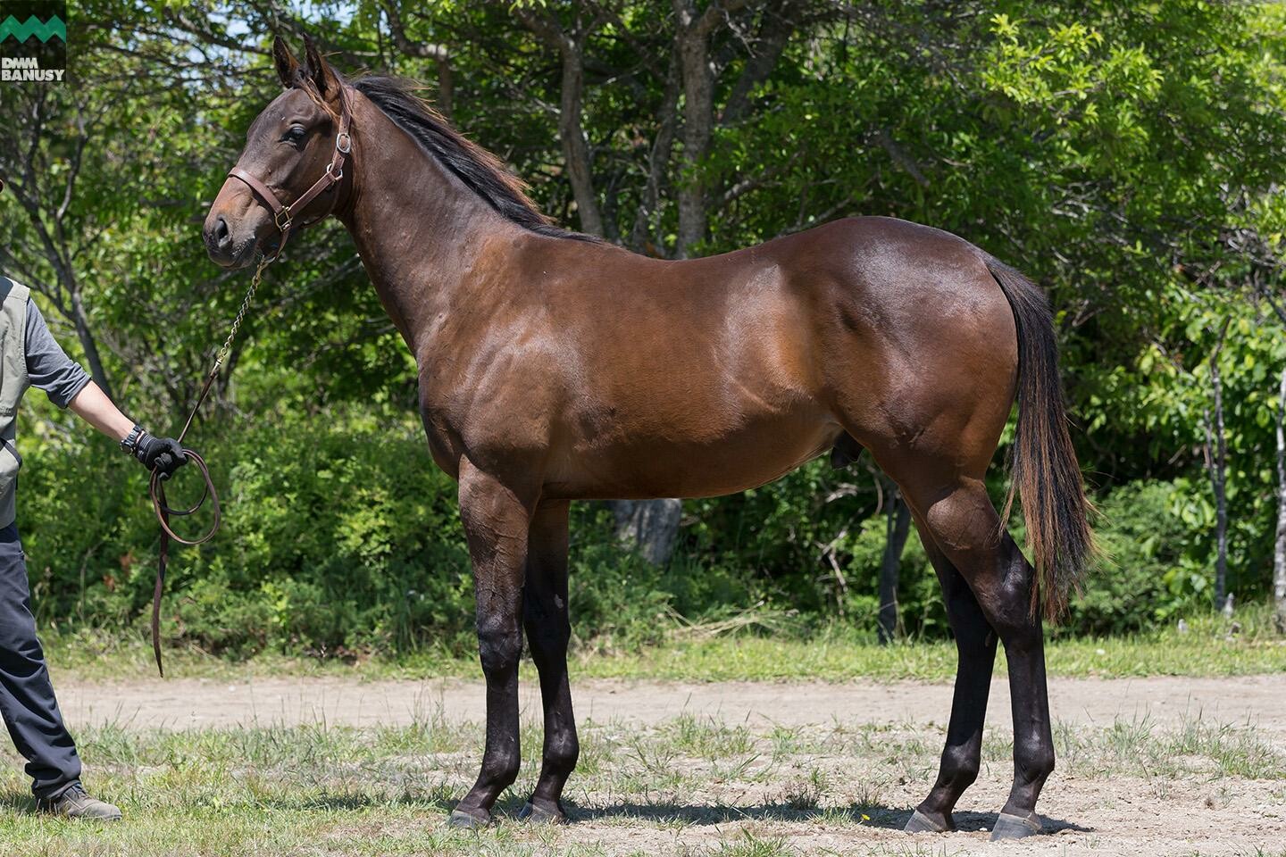 ネクサスハート 馬体フォト 2019/06/19