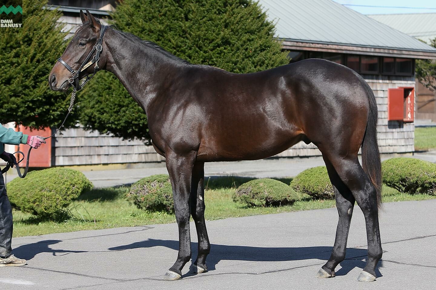 ネクサスハート 馬体フォト 2019/10/28