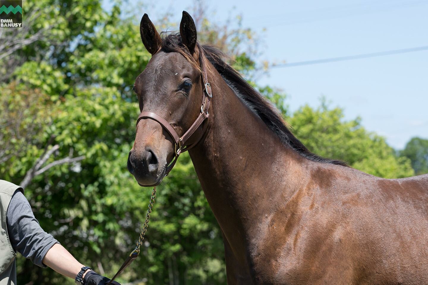 ネクサスハート 馬体フォト 2019/06/19