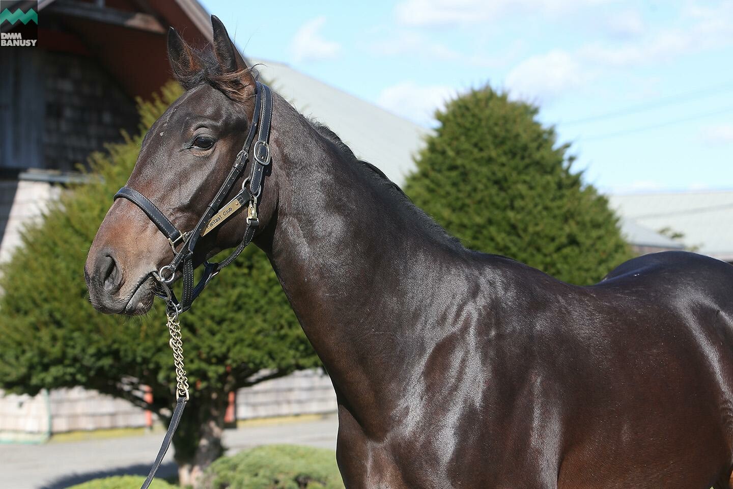 ネクサスハート 馬体フォト 2019/10/28