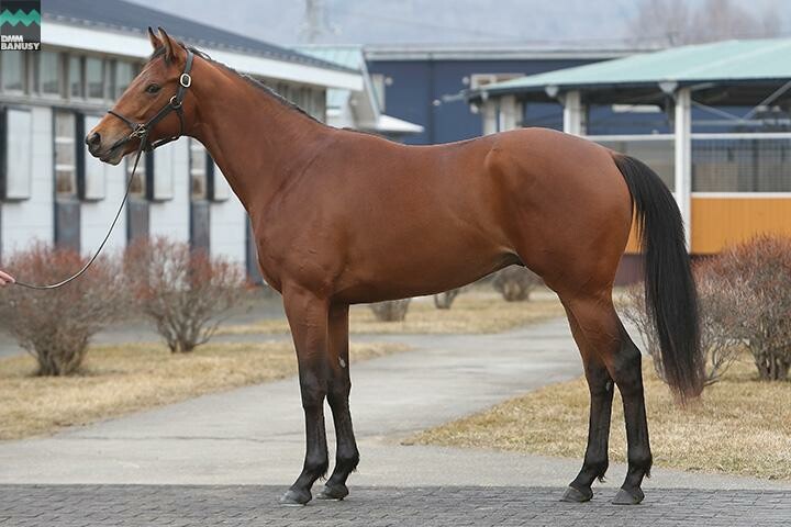 スターズプレミア 馬体フォト 2019/03/28