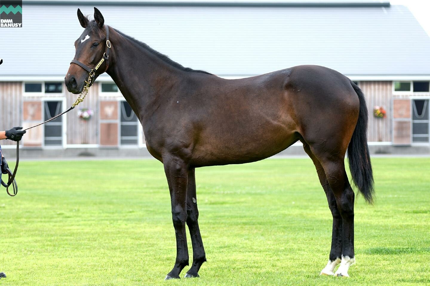 パンドジェーヌ 馬体フォト 2022/07/14