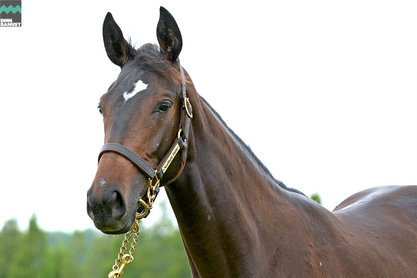 パンドジェーヌ 馬体フォト 2022/07/14